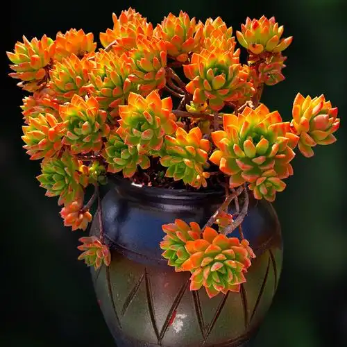 马库斯老桩大株群生多肉植物一物一拍包邮盆栽控型向阳派多肉园艺淘宝