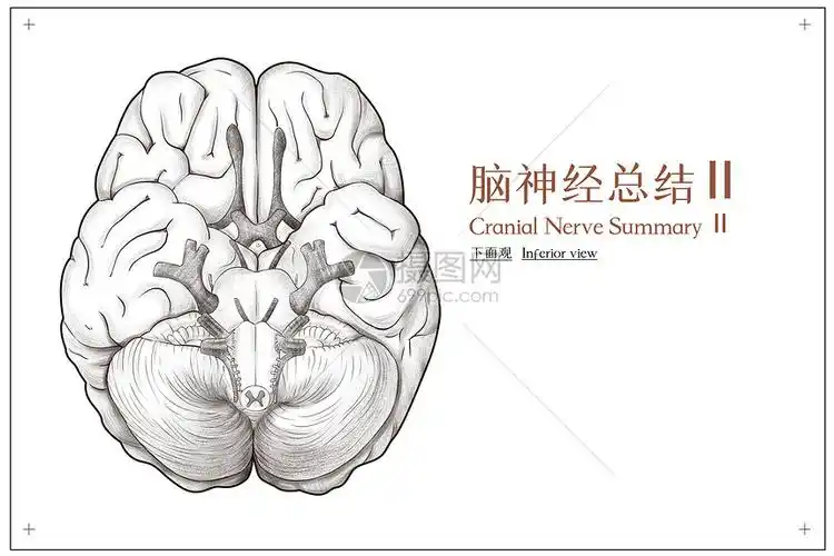 脑神经总结底面观医疗插画