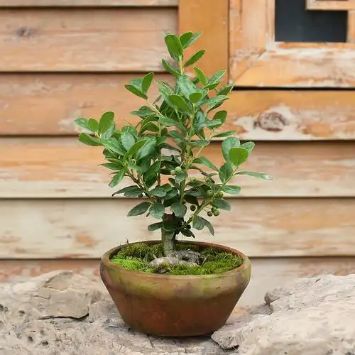 无刺枸骨金玉满堂常青季常青摆件盆栽绿植盆景树苗绿植