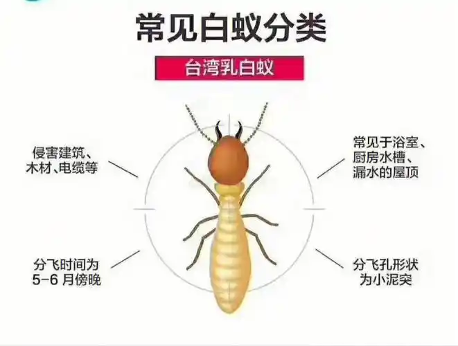白蚁防治上门服务包清除