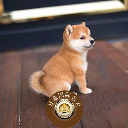 赛级血统日系柴犬幼犬 出售 赤色日本柴犬幼犬宠物狗狗 保证健康