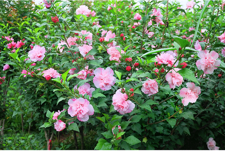 淡粉重瓣木槿花庭院室外地栽阳台盆栽耐寒木本花卉植物木槿花苗地径