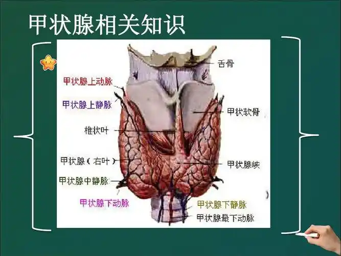 护理查房-甲状腺手术配合ppt_word文档在线阅读与下载_免费文档
