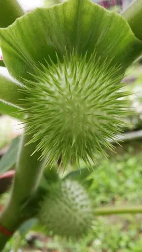 曼陀罗花的果实(种子极毒)