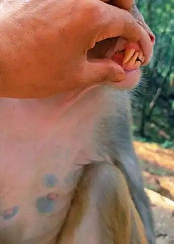 那你们看一看猴子的牙齿看起来还挺尖的