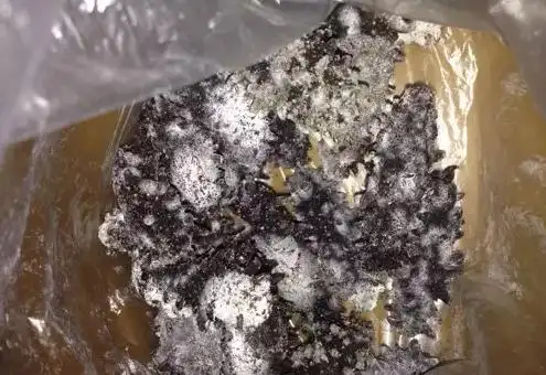 海参正确的储存方法