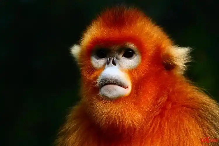 成都动物园金丝猴主题展馆有新消息了