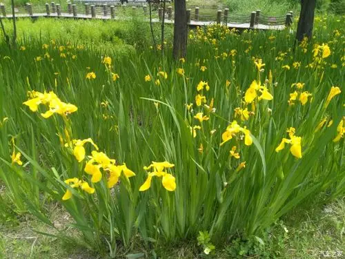 长安汽车55与美丽黄花菖蒲