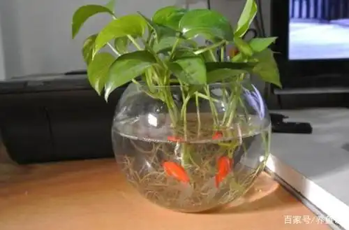 绿萝能放鱼缸里吗?很多鱼友反馈放鱼缸之后观赏鱼就凉了