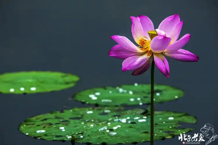 【转载】【实拍】京城 · 皇家园林雨后的荷花仙子(组图35张)