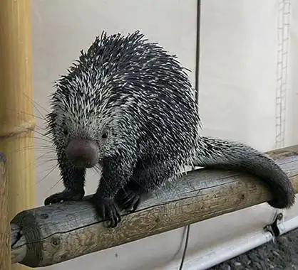 the complete resource to keeping porcupines as pets