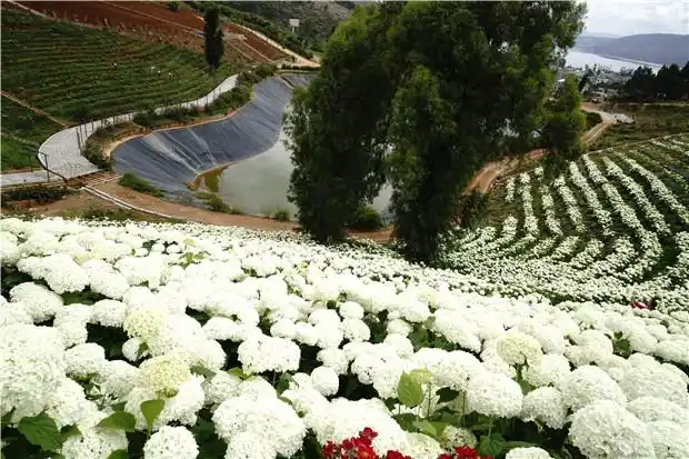 昆明杨月季园艺有限责任公司成立于1999年,主要产品有月季,玫瑰,绣球