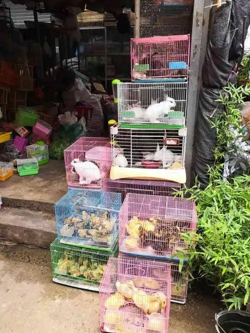 白燕花鸟鱼虫市场-"时隔8年在来逛逛跟以前不同了好多,现在.