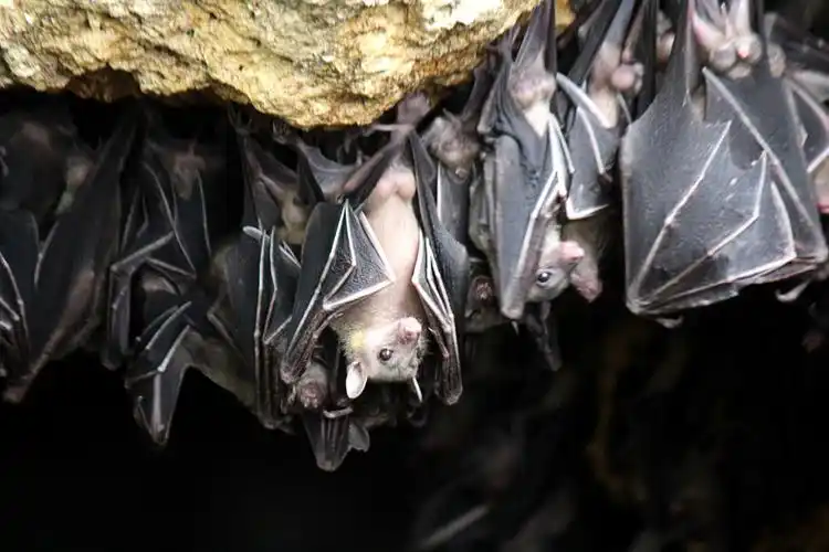 日本洞穴蝙蝠的粪便中发现新病毒与新冠病毒一致性超过80