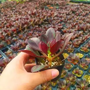 多肉植物丸叶 红司 龙骨红司y多头群生老桩多肉 组合盆栽一物一拍