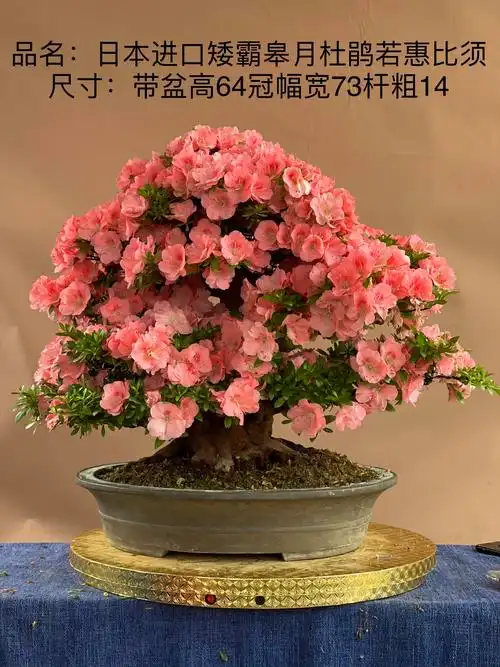 日本进口皋月杜鹃惠比盆景植物绿植盆栽四级绿植