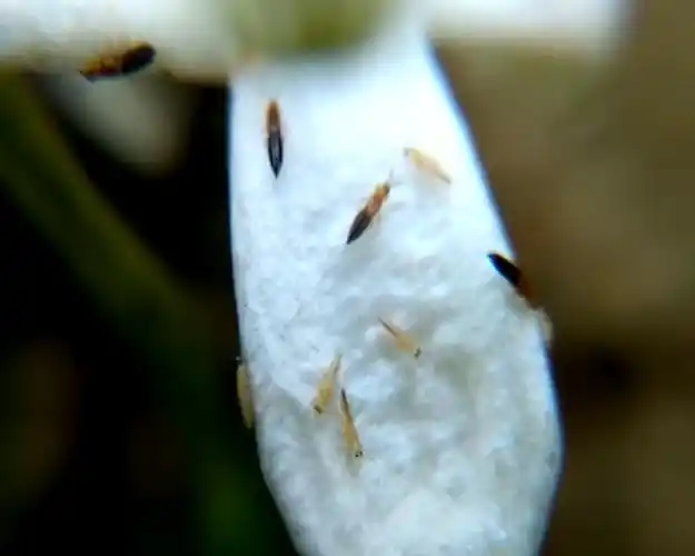 蓟马?说no!|云南优科绿都农业研究院有限公司