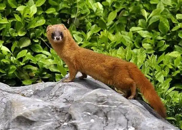 回顾平头哥的东北小弟身为牢底坐穿兽战斗力不比大哥弱