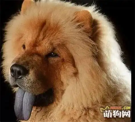 为什么一些土狗的舌头是黑的?