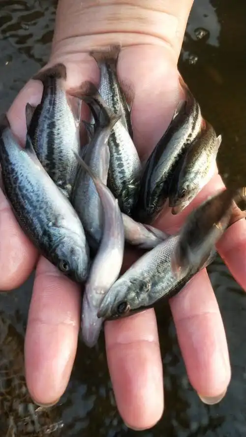 求购淡水鱼苗,北京鲈鱼苗大量出售