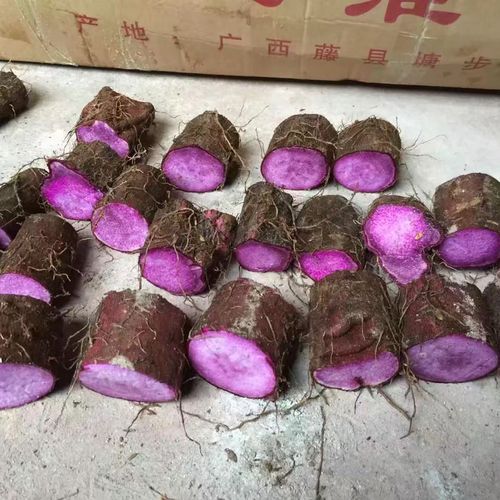 正宗紫山药种苗长款紫山药铁棍红心山药小叶大紫薯种子紫玉淮山段
