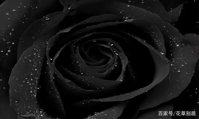 黑色一般会给人一种压抑黑暗无光的感觉,它就像普通玫瑰的对立面,没有