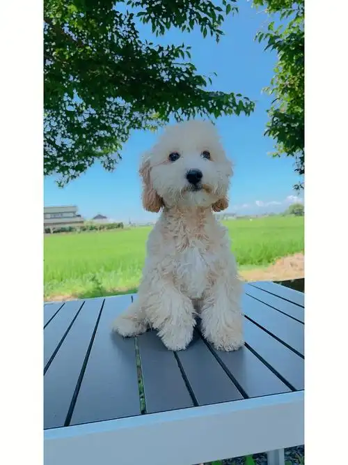 泰迪杏色男孩包疫苗驱虫健康诊断送礼上门费