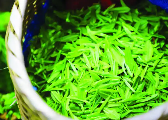 黄龙岘"七仙银芽"茶就产在这么一个环境优越的地方.