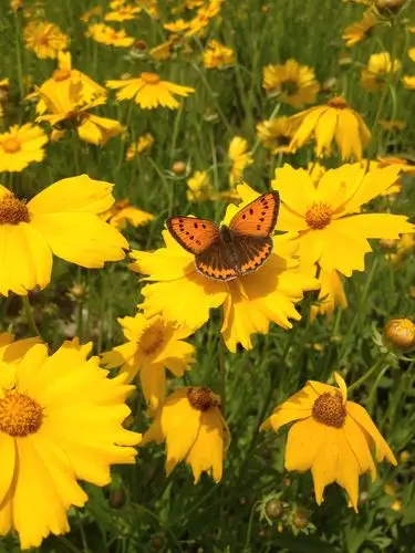 黄金菊 - 原创作品 - 站酷(zcool)