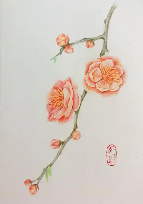 手绘彩铅一枝梅