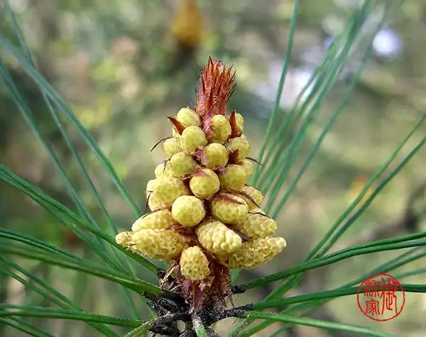 不分君家新酒熟,好诗收得被回将."松花色:中国传统色彩名词