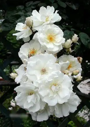 荼蘼(学名:rosa rubus h. lév. & vaniot),又名酴醾,悬钩子蔷薇.