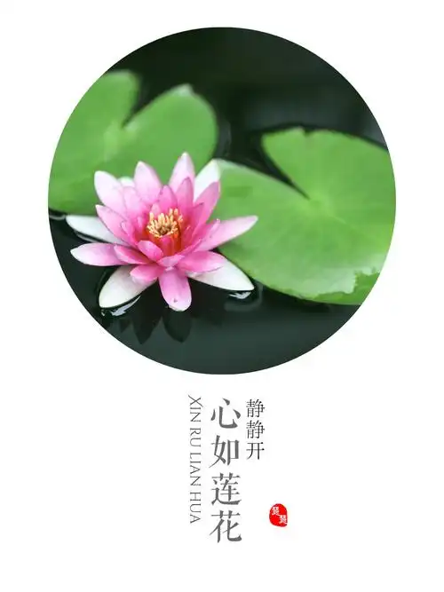 心如莲花静静开