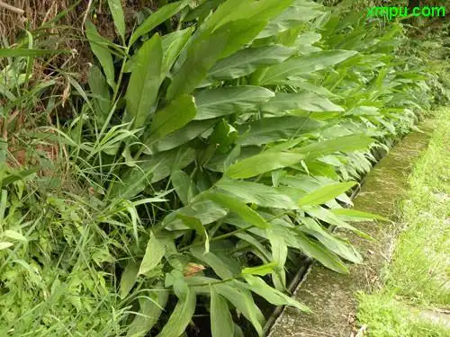 山奈图片及山奈种类