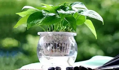 水养花卉和水培花卉是有区别的