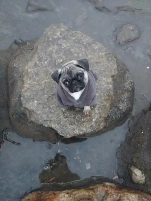 小时候的巴哥有多萌