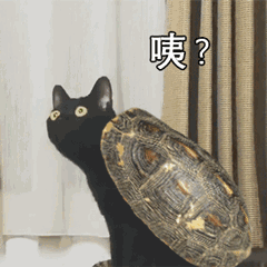 有了这一大波黑猫表情包聊天斗图从来没在怕的