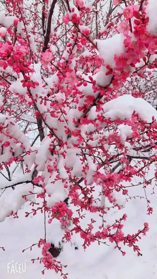 雪花覆盖着美丽的桃花