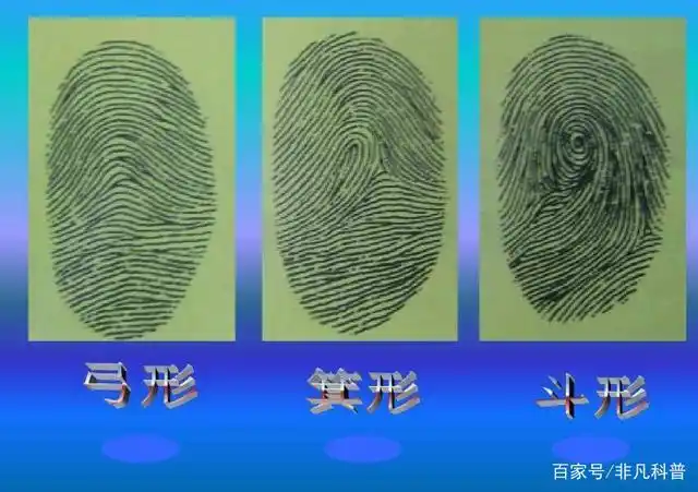 虽然它是独一无二的存在,但指纹的基本类型只有3种,即:斗型,弓形和箕