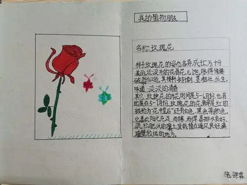 晒晒孩子们的植物记录卡.