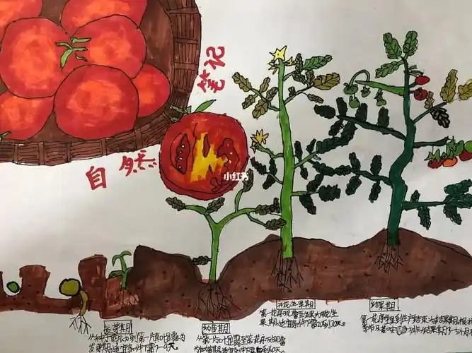 自然笔记番茄成长过程小报