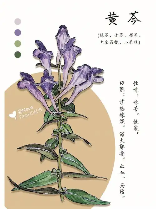 本草纲目黄芩