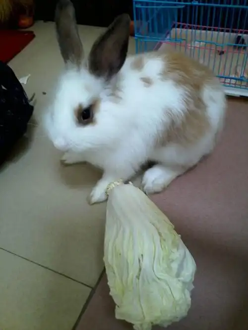 宠狮子兔,又名: a target="_blank" href="/item/狮子头兔/10446551"