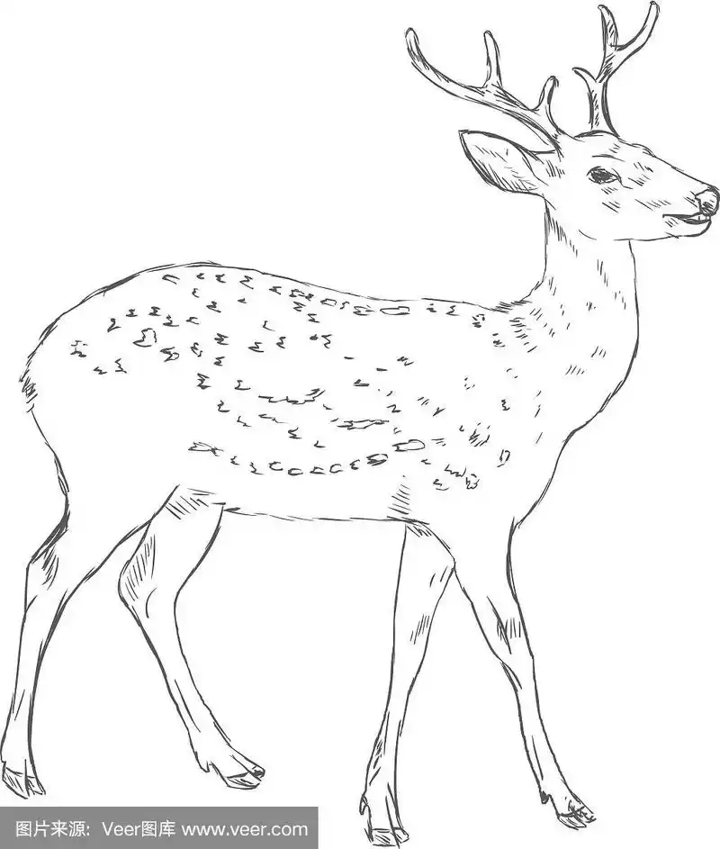 素描斑驳的鹿