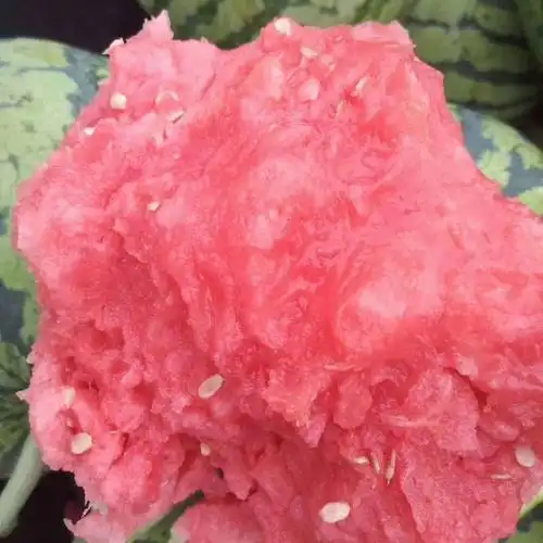 8424美都麒麟西瓜甜度高货源充足诚信经营