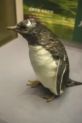 白眉企鹅标本
