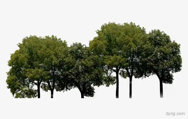 标签:树小树树木自然绿色生态环保