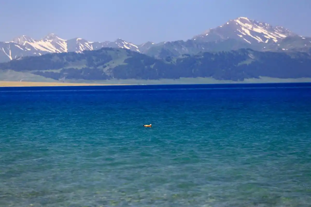 赛里木湖是中国西北地区最大的高山冷水湖,位于新疆博尔塔拉蒙古自治