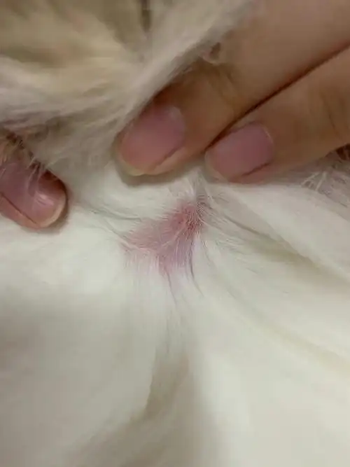 【讨论】布偶猫浅表脓皮症(求助)更新最近的情况