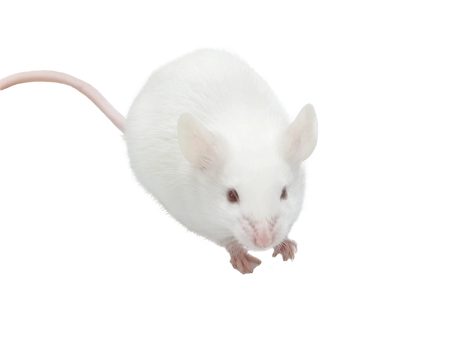 斯贝福 balb/c-j1spf小鼠-实验动物-动物实验商城平台